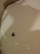 bathrub spider