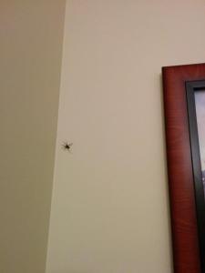 hallway spider