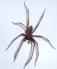 House-Spider