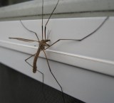 CraneFlySidingonNaturalCrooksDotCom