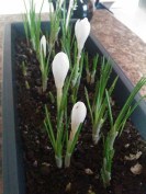 my crocuses