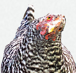 other-adopt-a-chicken